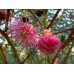 Eucalyptus torquata Coral Gum 1 Plants Native Trees Pink Flowering Coolgardie